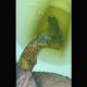 A woman records herself shitting while sitting on a toilet from a between the legs POV in at least 2 scenes. Presented in 720P vertical HD format. About a minute.